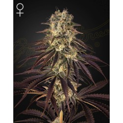 KONGS KRUSH · Green House Seeds · sementes de maconha · Fem