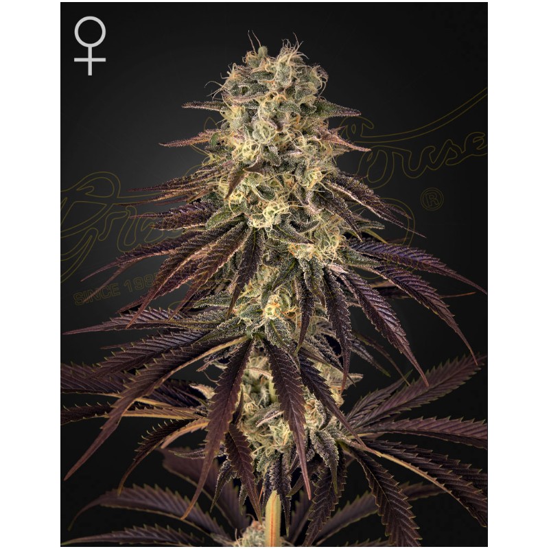 KONGS KRUSH · Green House Seeds · kaufen cannabis samen · Fem
