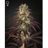 KONGS KRUSH · Green House Seeds · sementes de maconha · Fem