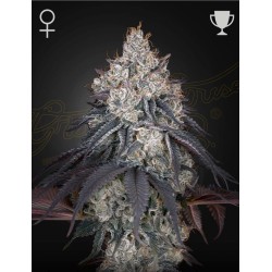 LEMON ORANGE · Green House Seeds · sementes de maconha · Fem
