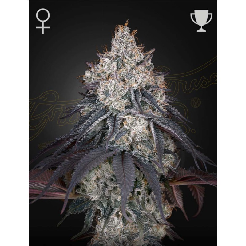 LEMON ORANGE · Green House Seeds · cannabis seeds · Fem