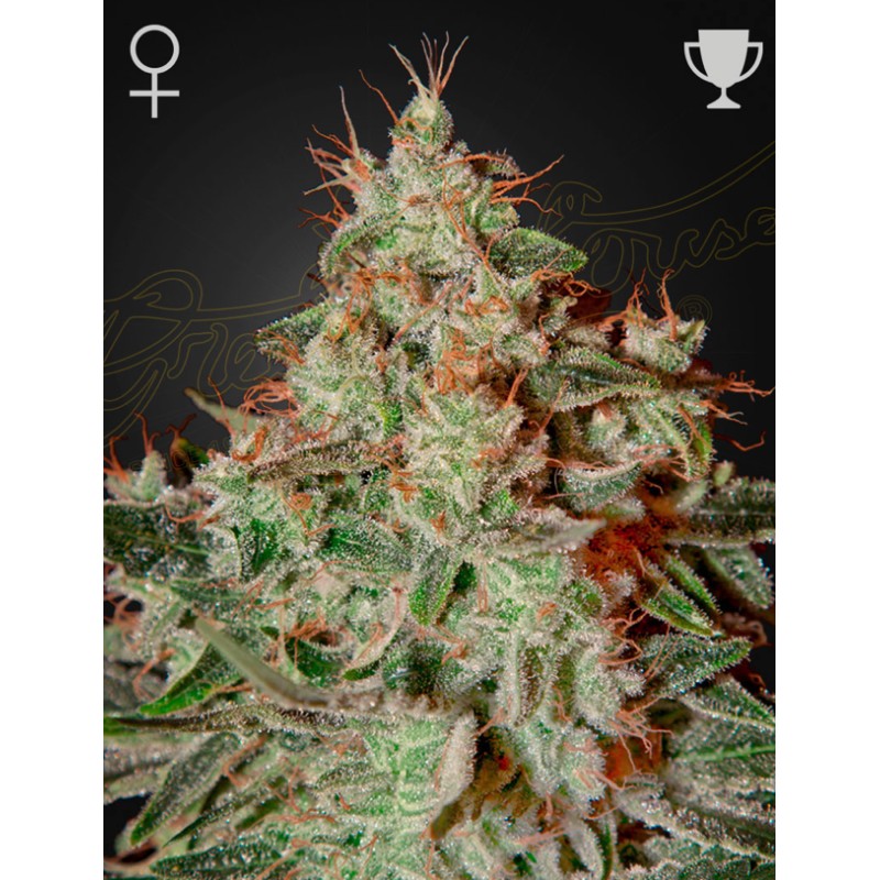 LEMON SKUNK · Green House Seeds · graines de cannabis · Fem