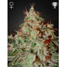 LEMON SKUNK · Green House Seeds · graines de cannabis · Fem