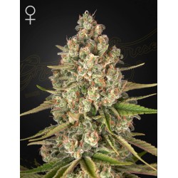 LOST PEARL · Green House Seeds · graines de cannabis · Fem