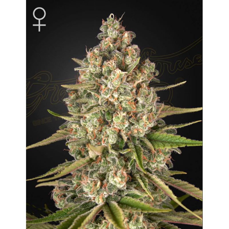LOST PEARL · Green House Seeds · graines de cannabis · Fem