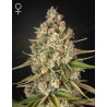 LOST PEARL · Green House Seeds · kaufen cannabis samen · Fem