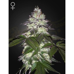 MILKY DREAMS · Green House Seeds · kaufen cannabis samen · Fem