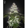 MILKY DREAMS · Green House Seeds · graines de cannabis · Fem