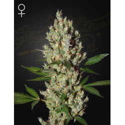 MOBY DICK · Green House Seeds · kenevir tohum · Disi · Fem