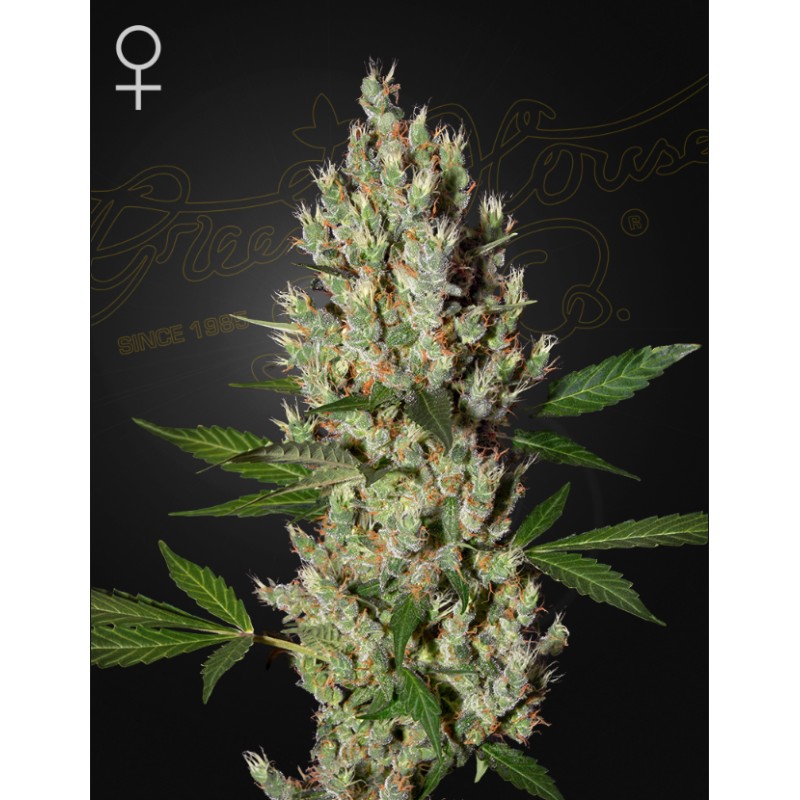 MOBY DICK · Green House Seeds · kenevir tohum · Disi · Fem