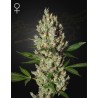 MOBY DICK · Green House Seeds · cannabis seeds · Fem