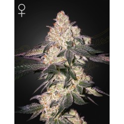 MOWEETO · Green House Seeds · graines de cannabis · Fem