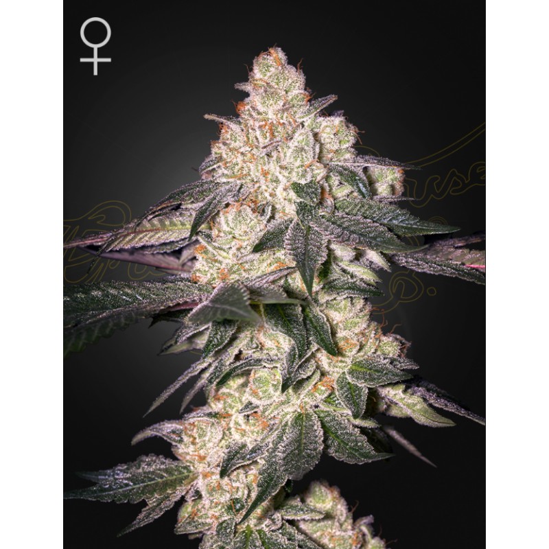 MOWEETO · Green House Seeds · kaufen cannabis samen · Fem