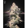 MOWEETO · Green House Seeds · graines de cannabis · Fem