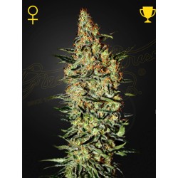 NEVILLE'S HAZE · Green House Seeds · sementes de maconha · Fem