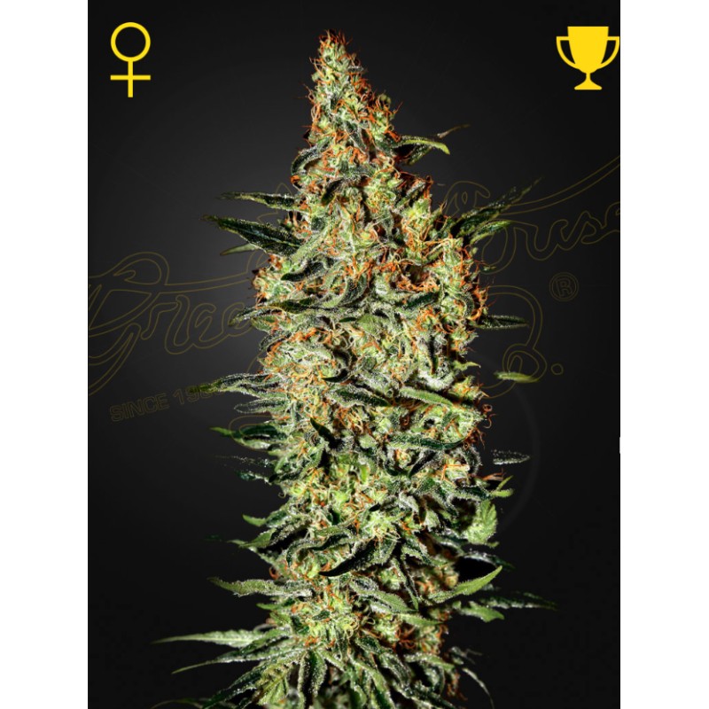 NEVILLE'S HAZE · Green House Seeds · graines de cannabis · Fem
