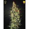 NEVILLE'S HAZE · Green House Seeds · graines de cannabis · Fem