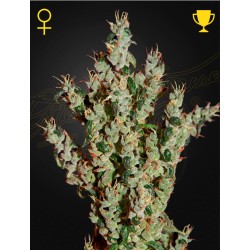 NL5 HAZE MIST · Green House Seeds · graines de cannabis · Fem