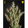 NL5 HAZE MIST · Green House Seeds · graines de cannabis · Fem