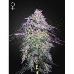 NORI CAKE · Green House Seeds · graines de cannabis · Fem