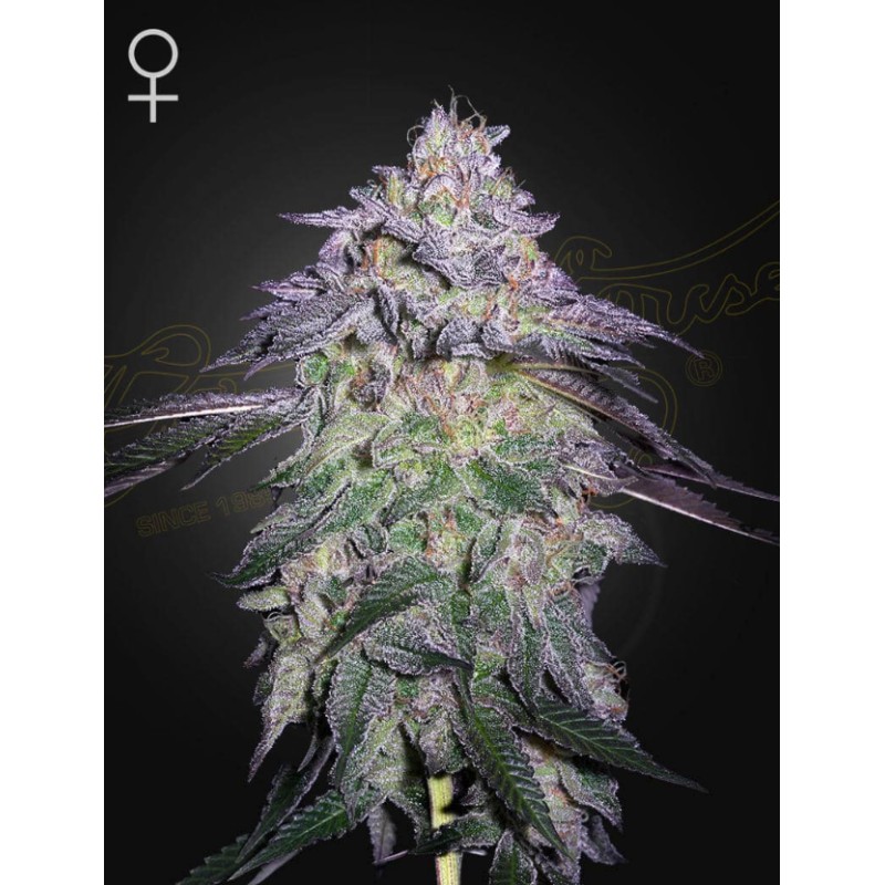 NORI CAKE · Green House Seeds · kaufen cannabis samen · Fem