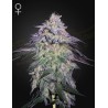 NORI CAKE · Green House Seeds · kaufen cannabis samen · Fem