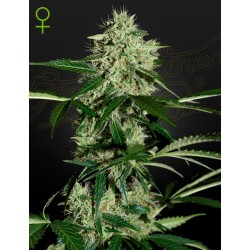NORTHERN LIGHTS AUTO · Green House Seeds · kenevir tohum · Disi · Auto Fem
