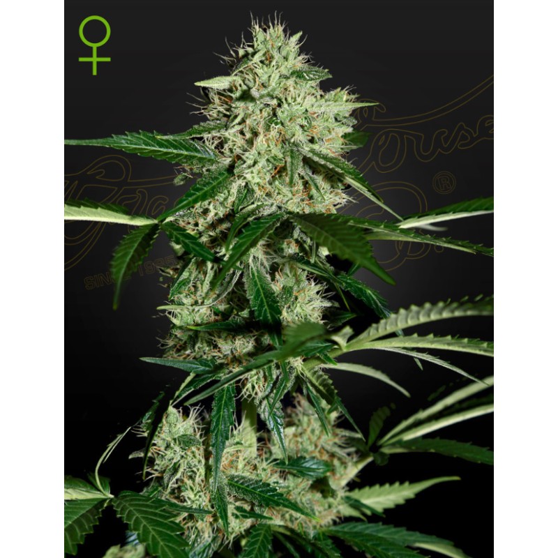 NORTHERN LIGHTS AUTO · Green House Seeds · graines de cannabis · Auto Fem
