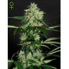 NORTHERN LIGHTS AUTO · Green House Seeds · kaufen cannabis samen · Auto Fem
