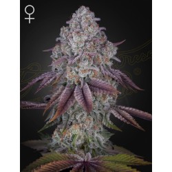 PERSIAN PIE · Green House Seeds · kaufen cannabis samen · Fem