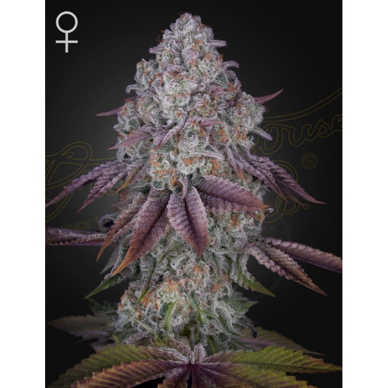 PERSIAN PIE · Green House Seeds · graines de cannabis · Fem