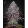 PERSIAN PIE · Green House Seeds · graines de cannabis · Fem