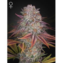 PULP FRICTION · Green House Seeds · graines de cannabis · Fem
