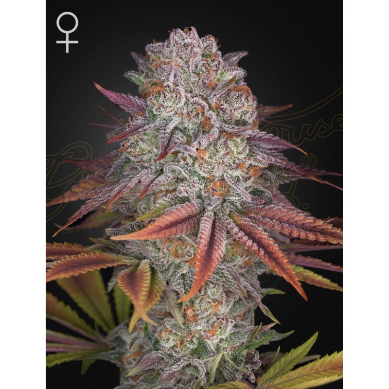 PULP FRICTION · Green House Seeds · sementes de maconha · Fem