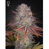PULP FRICTION · Green House Seeds · graines de cannabis · Fem