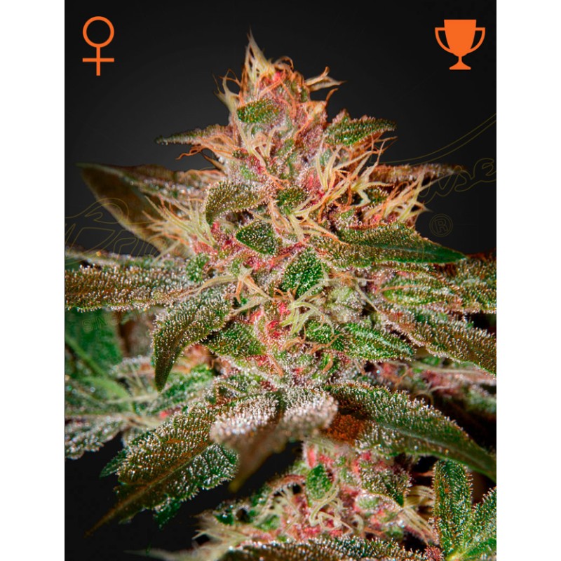 PURE KUSH · Green House Seeds · graines de cannabis · Fem