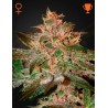 PURE KUSH · Green House Seeds · kenevir tohum · Disi · Fem