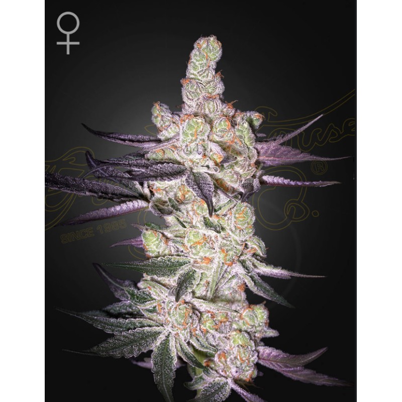 RAZUBERI · Green House Seeds · cannabis seeds · Fem