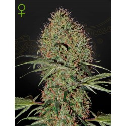 SUPER BUD  AUTO · Green House Seeds · sementes de maconha · Auto Fem
