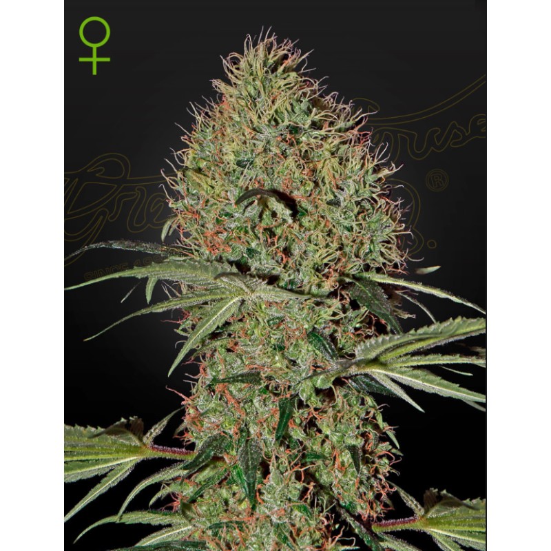 SUPER BUD  AUTO · Green House Seeds · sementes de maconha · Auto Fem
