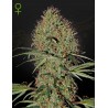 SUPER BUD  AUTO · Green House Seeds · sementes de maconha · Auto Fem
