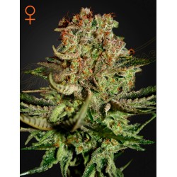 SUPER BUD · Green House Seeds · sementes de maconha · Fem
