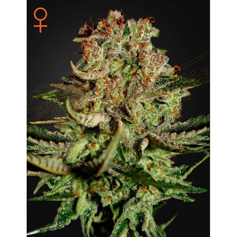 SUPER BUD · Green House Seeds · sementes de maconha · Fem