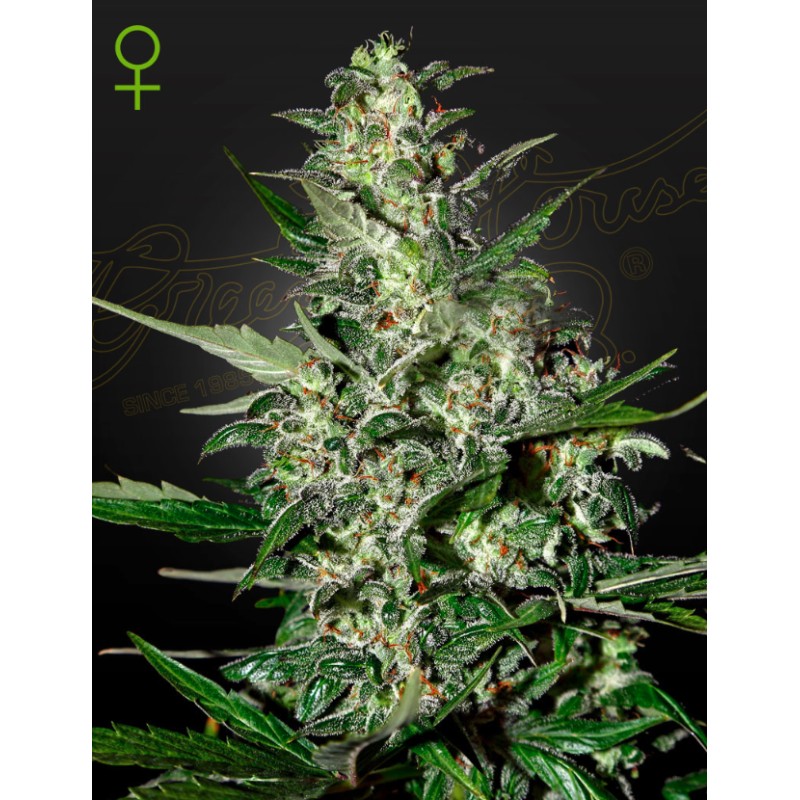 Sementes Super Critical Auto | Green House Seeds | Produção Recorde
