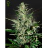 Graines Super Critical Auto | Green House Seeds | Rendement Record