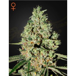 SUPER CRITICAL · Green House Seeds · cannabis samen · Fem