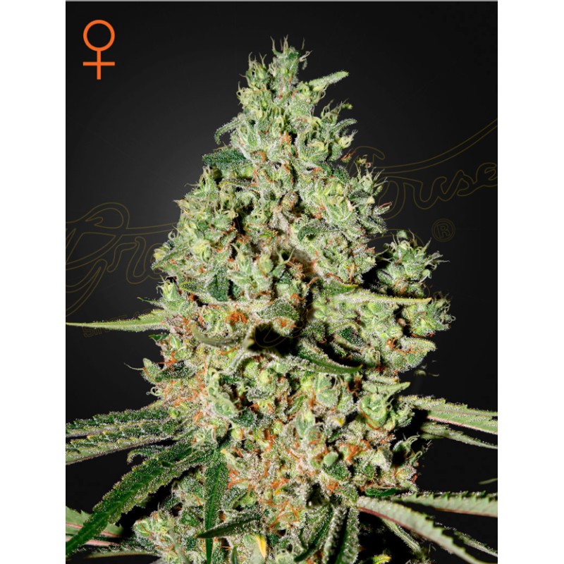SUPER CRITICAL · Green House Seeds · cannabis samen · Fem
