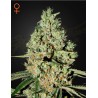 SUPER CRITICAL · Green House Seeds · cannabis seeds · Fem