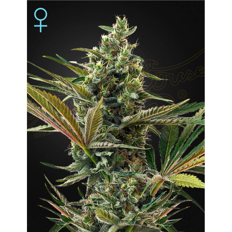 SUPER LEMON HAZE AUTO CBD · Green House Seeds · graines de cannabis · Fem