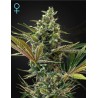 SUPER LEMON HAZE AUTO CBD · Green House Seeds · graines de cannabis · Fem